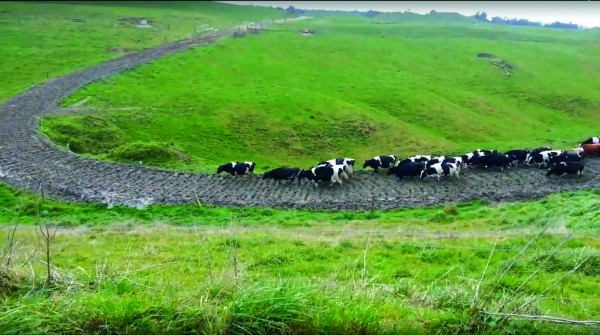 cows mud1