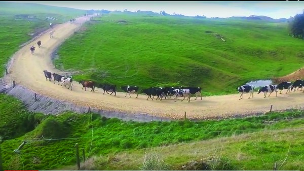 cows mud