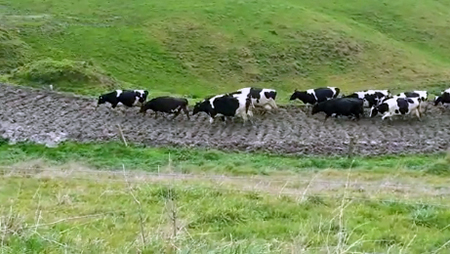 cows struggling before StockRock